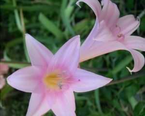 Pink Lilies